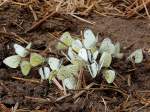 Ansammlung einiger Groen Kohlweilinge (Pieris brassicae) auf einem frisch gepflgtem Feld; 120803