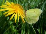 Zitronenfalter (Gonepteryx rhamni)saugt sich Nektar aus einer Lwenzahnblte; 130501