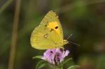 Pieridae, Weiklee Gelbling, Colias hyale, 19.06.2009, Albanya