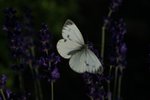 Ein Kohlweiling ist zwischen den Pflanzen im Hofgarten Veitshchheim unterwegs.