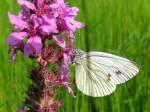 Kohlweissling saugt sich Nektar aus einer Auwiesenblume;090809