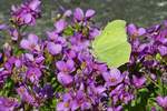 Ein Zitronenfalter besucht die Blumen in unserem Garten.