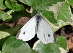 Kleiner Kohlweiling im Garten - 04.10.2021