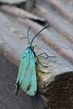  Ampfer-Grnwidderchen gesehen in meinem Garten, am Abend des 10.06.2019 