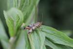 Weibchen einer Gemeinen Skorpionsfliege (Panorpa communis) am 23.6.2010 in Kleinheringen.