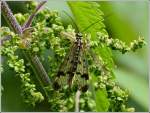 Eine Schnabelfliege (Mecoptera) macht an einer Brennnessel eine kurze Rast.