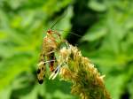 Gemeine Skorpionsfliege (Panorpa communis)♂, hat etwas fressbares gefunden;120528