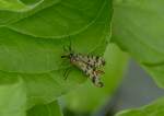 Skorpionsfliegen Weibchen (Panorpa germanica) aufgenommen am 15.06.2013.