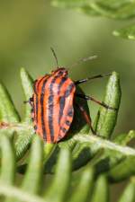 Streifenwanze (Graphosoma lineatum) am 18.6.2010 in den Bergen bei Lousa.