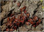 Gemeine Feuerwanzen (Pyrrhocoris apterus) auf Massenwanderung an einem alten Baumstamm.