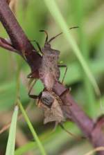 Lederwanze (Coreus marginatus) bei der Paarung, Schloss Ortenberg 5.7.2010.