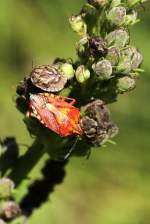 Beerenwanze (Dolycoris baccarum) am 18.7.2010 am Rhein bei Rust.