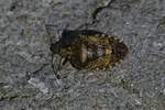 graue Feldwanze / Rhaphigaster nebulosa lag am 20.03.2020 Leblos auf unser Treppe an der Haustr.