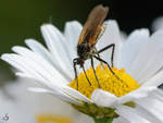 Eine Schnepfenfliege(?) auf der Suche nach Nektar.