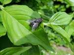 Fleischfliege(Sarcophagidae) nimmt auf einem Blatt ein Sonnenbad; 120520