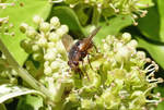 Igelfliege auf einer Baumblte im Garten - 26.09.2019