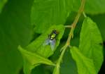 Goldfliege (Lucilia sericata) aufgenommen whrend einem Spaziergang am 15.06.2013.