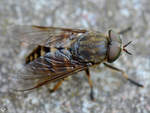 Diese Fliege wrmt sich auf einem Stein.