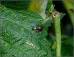 Fliege auf einem Himbeerstrauch im Garten.