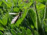 Wiesenschnake(Tipula paludosa) auf Futtersuche; 140504