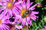 Schwebfliege auf Gartenblume - 16.09.2012