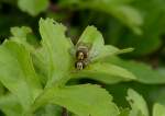 Hainschwebfliege (Episyrphus balteatus) lassen sich durch den Fotografen nicht stren, gesehen am 15.06.2013.