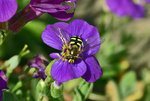 Schwebfliege auf Blaukissenblte - 29.05.2016