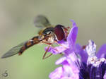 Gemeine Winterschwebfliege