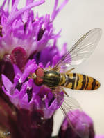 Ein Winterschwebfliege von oben