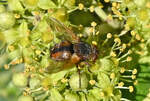 Igelfliege im Garten - 04.10.2021