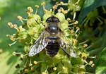 Schwebfliege im Garten - 04.10.