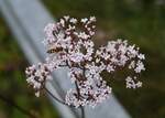 Schwebfliege besucht Wiesenblume - gesehen am 25.07.2020 in Kirchberg in Tirol.