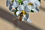 Schwebfliege im Garten - 16.06.2022