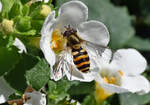 Schwebfliege im Garten - 16.06.2022