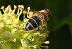 Schwebfliege beim sammeln von Nektar im Garten - 01.10.2023