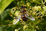 Mistbiene (Schwebfliege) im Garten - 01.10.2023