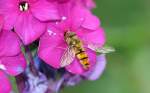 Schwebfliege auf einer Blte im heimischen Garten - 24.07.2010