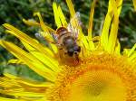 Mistbiene oder auch Schlammbiene (Eristalis tenax), eine Schwebfliegenart auf einer Arnikablte (25.07.2010)  