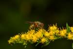 Arglose Fliege landet in der Nhe dreier Spinnen.