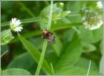  Gemeine Breitstirnblasenkopffliege (Sicus ferrugineus) aufgenommen am 01.07.2013.