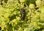 Fliege auf Blten im Garten - 06.10.2023