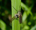 Langbeinige Tanzfliege (Empis tessellata) hlt sich mir ihrer Beute auf einem Grashalm fest.