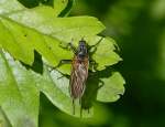 Langbeinige Tanzfliege (Empis tessellata) aufgenommen am 02.06.2013