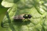 Waffenfliege (Chloromyia formosa) am 4.6.2010 in Istein.