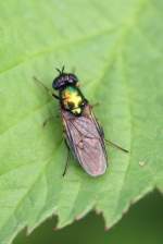 Waffenfliege (Chloromyia formosa) , Schloss Ortenberg 5.7.2010.