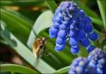 Wollschweber (Bombyliidae) saugt Nektar an einer Blte.