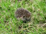 Diesen Igel begegnete ich bei einer Fahrradtour am Wege von Neu Degtow nach Degtow 18.09.2008