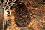 ein Igel im Garten (OLDENBURG/Deutschland, 18.08.2007)