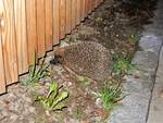 Igel am Strassenrand, gesehen am 24.