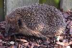 Igel im Garten (RHEINE, Kreis Steinfurt/Deutschland, 04.07.2018)